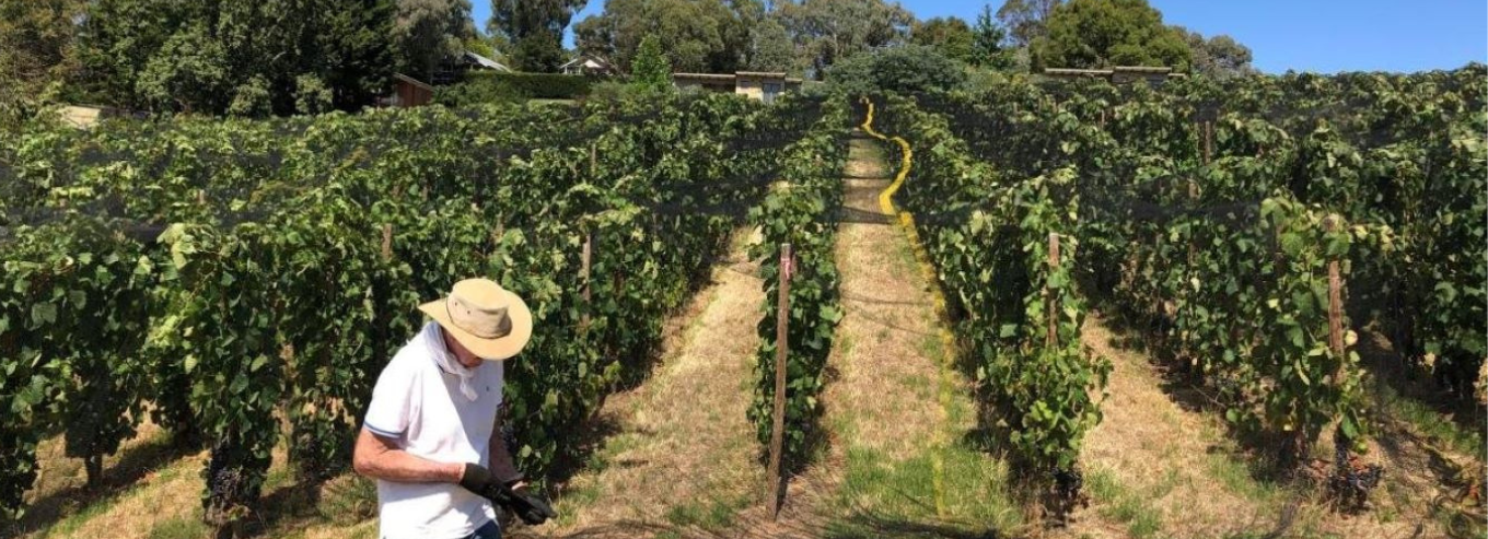 Man working in the vineyard of Granjoux